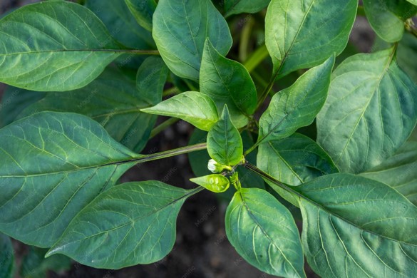 Pimento leaves