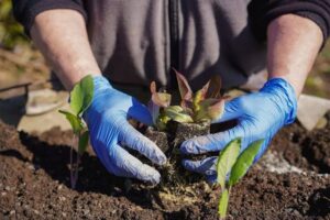 Traditional Herbal Preparations Using King of the Forest Herb