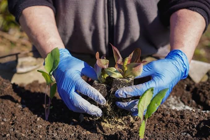 Traditional Herbal Preparations Using King of the Forest Herb
