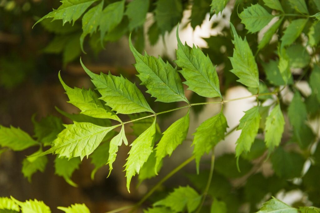 Neem leaves vs neem powder comparison