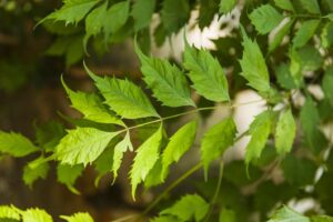 Neem leaves vs neem powder comparison